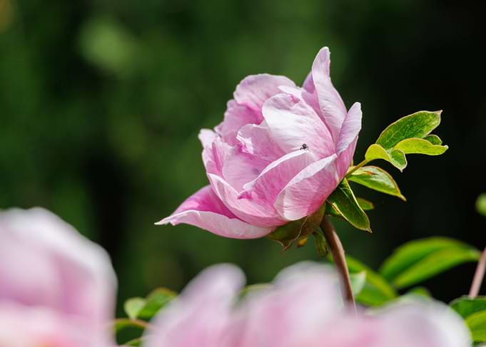 Macro of a peony