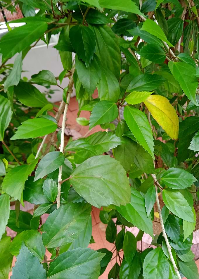 Green Leaves4