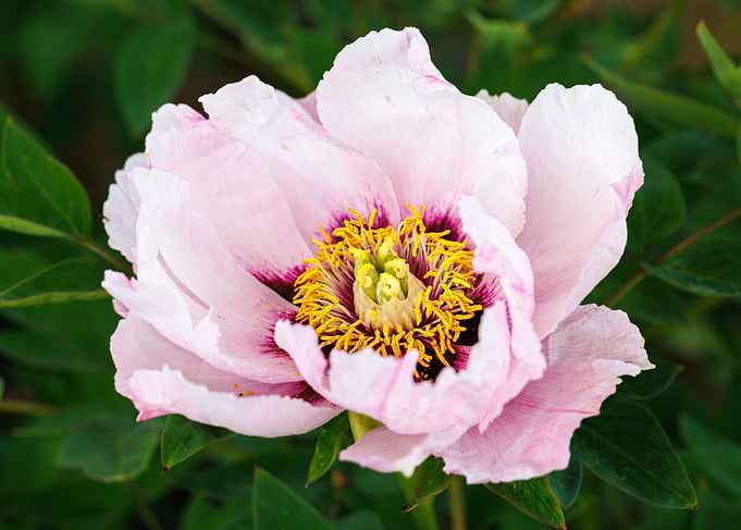 Macro of a peony