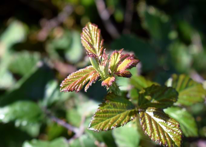 Rubus ulmifolius 4
