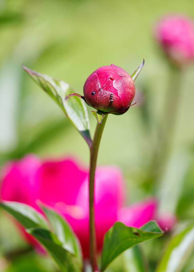 Macro of a peony