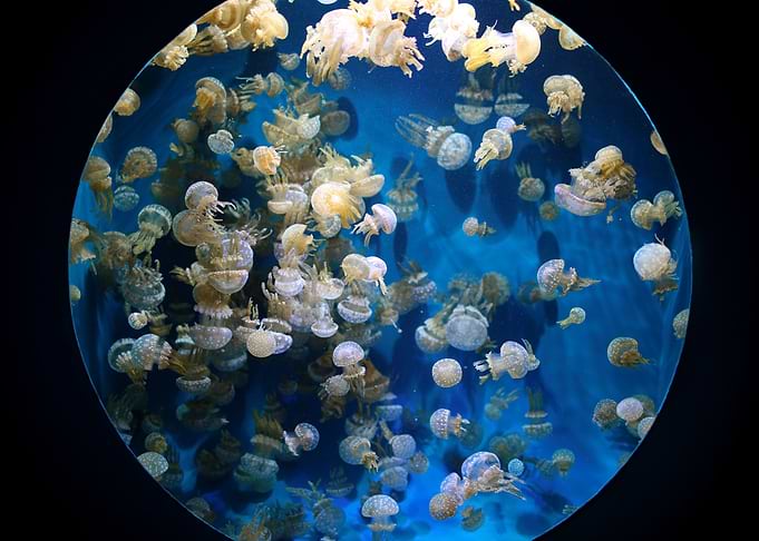 jellyfish prism