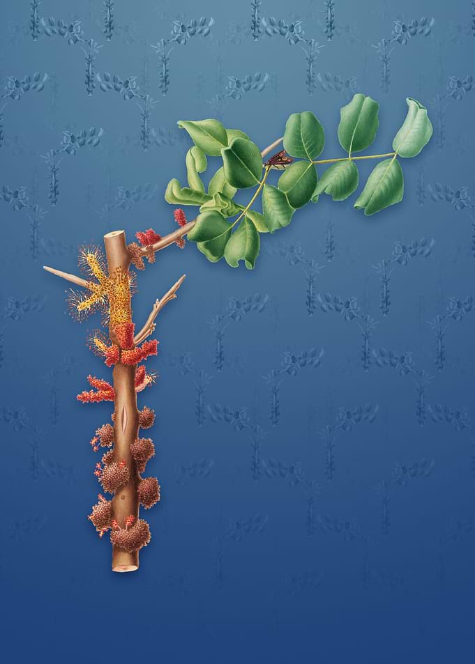 Vintage Carob Flower