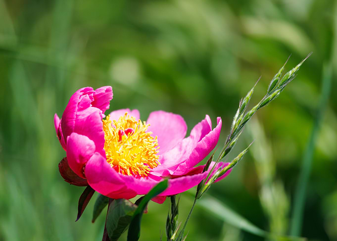 Macro of a peony