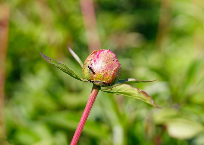 Macro of a peony