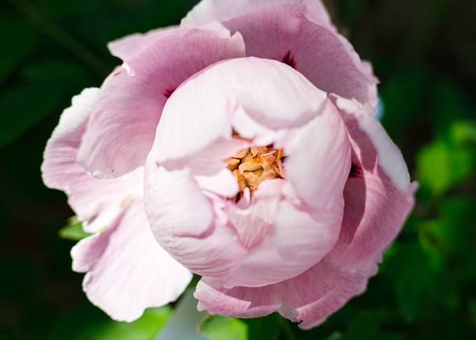 Macro of a peony