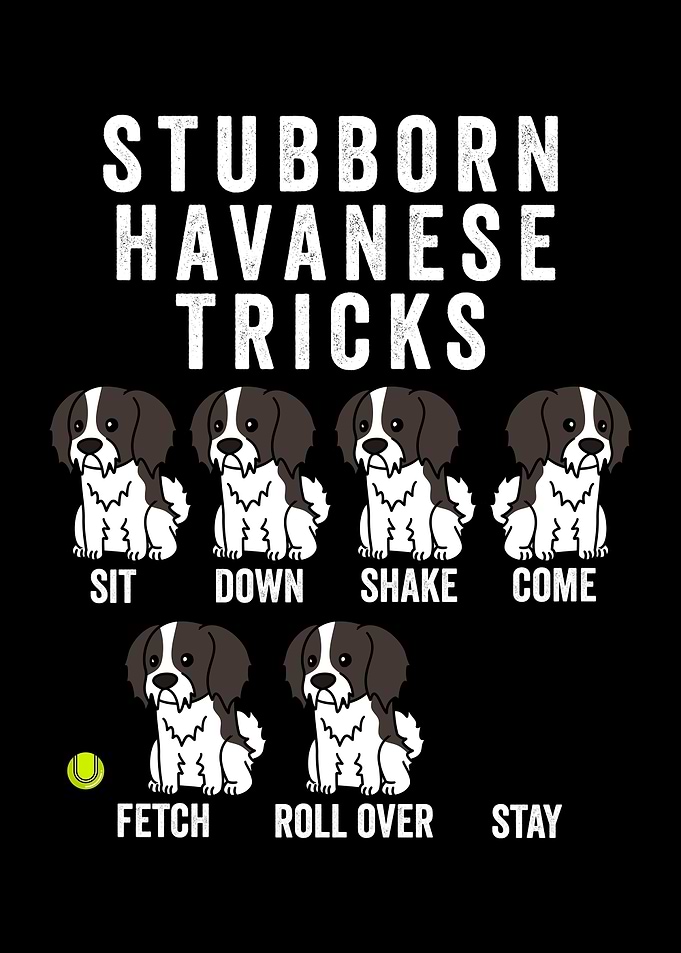 Stubborn Havanese Tricks