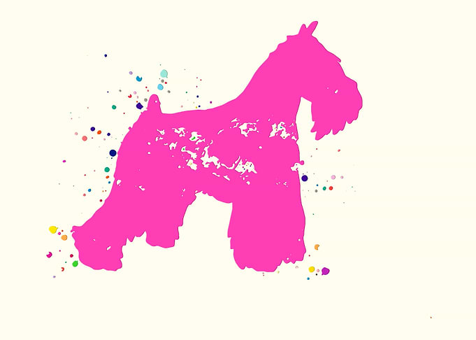 Miniature Schnauzer