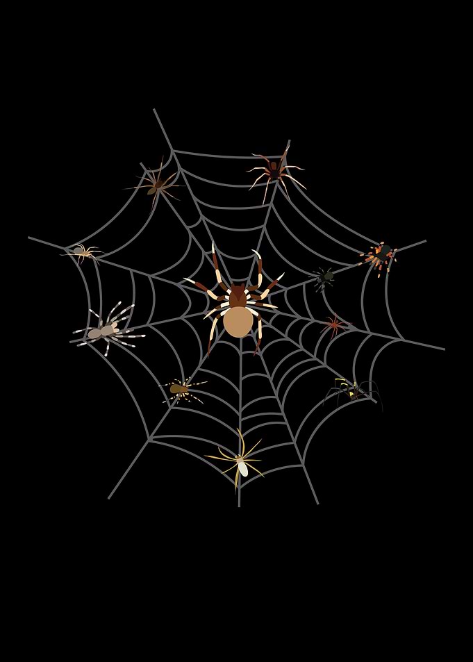 Spider Web Spider