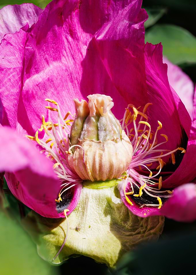 Macro of a peony