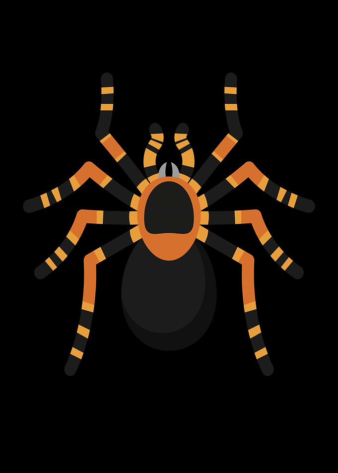 Spiders Spider Tarantula