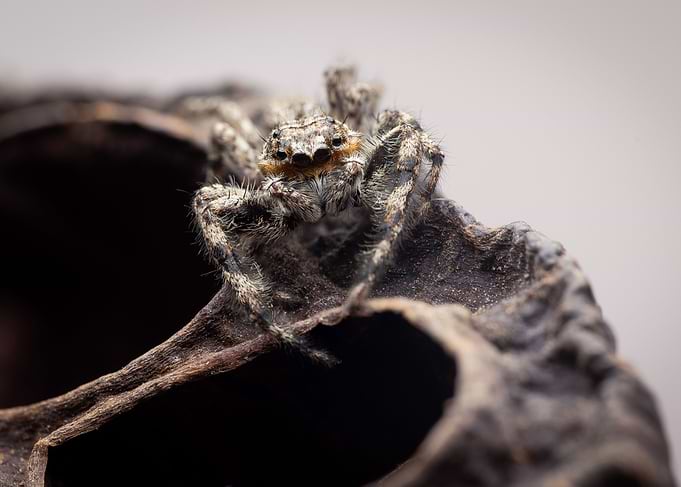 Jumping Spider