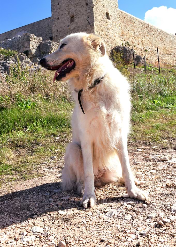 Female maremma sheepdog 1