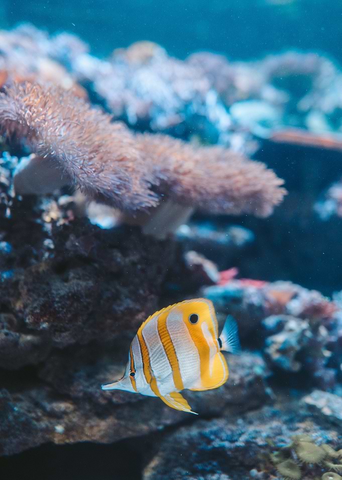 sharpbilled butterfly fish