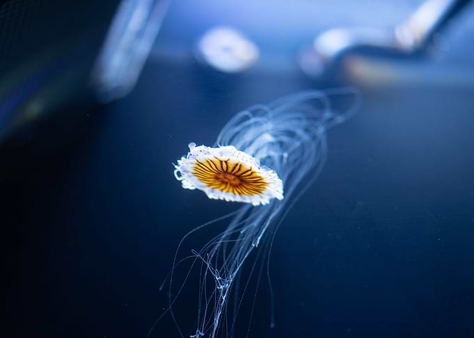 chrysanthemum jellyfish