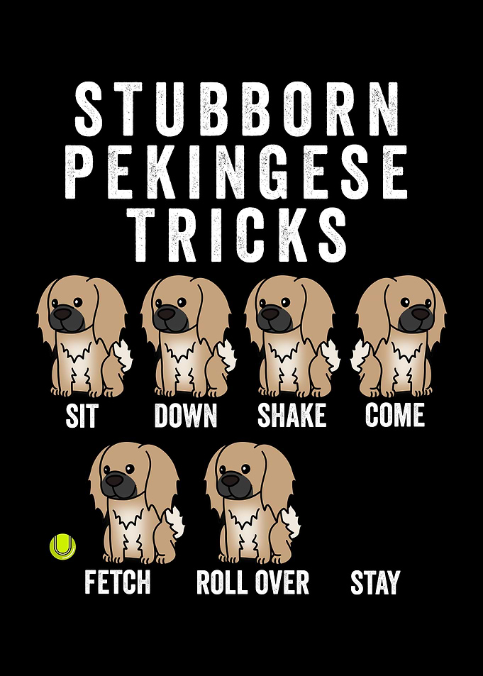 Stubborn Pekingese Tricks