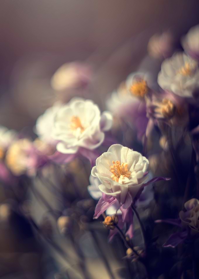 White spring flower,macro