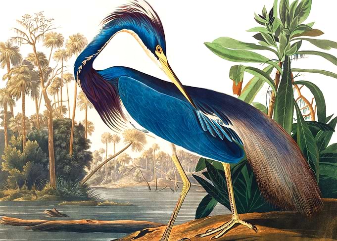 Louisiana Heron