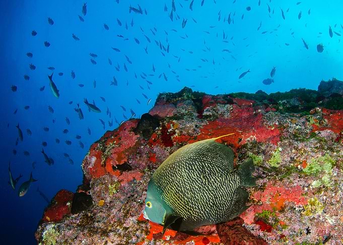 Thorny butterfly fish
