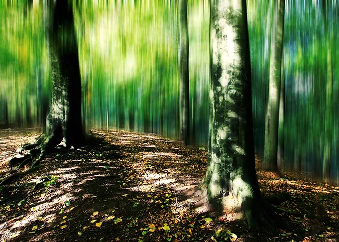 Ethereal Forest