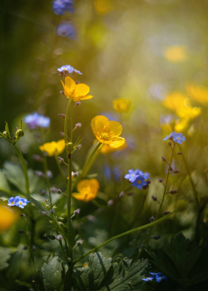 Colorful wildflowers,macro