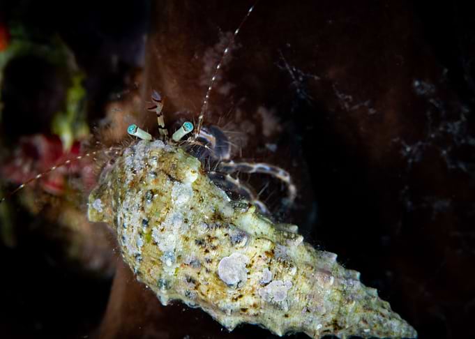 Underwater Life