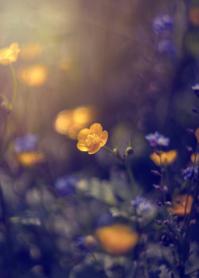 Yellow wildflowers, macro