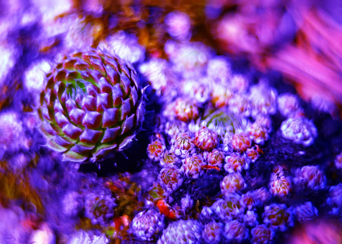 Floral abstraction