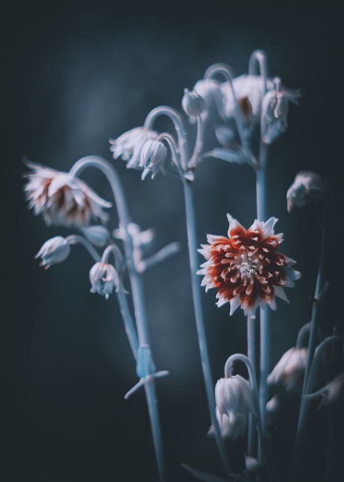 Spring flowers in garden