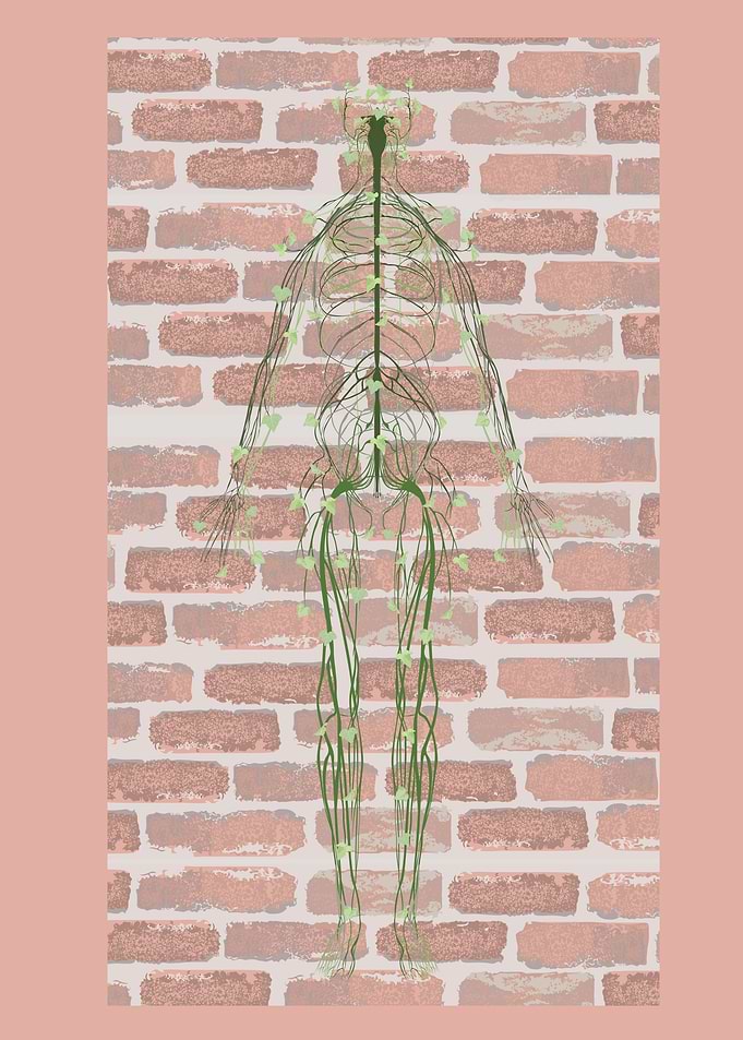 Nervous system