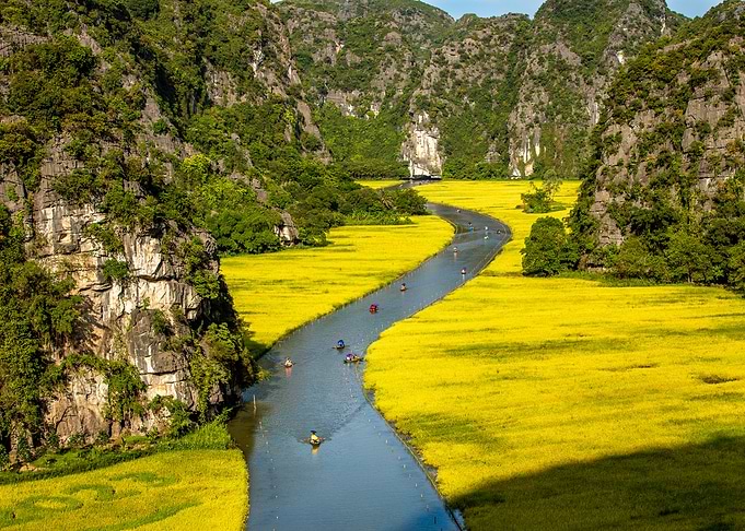Beauty of ripen rice field