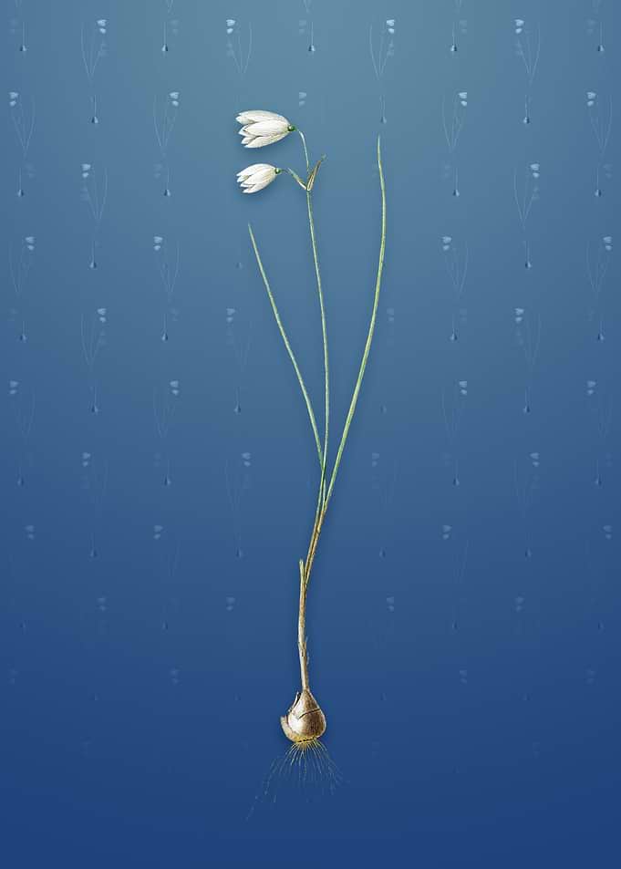 Snowbell on Bahama Blue