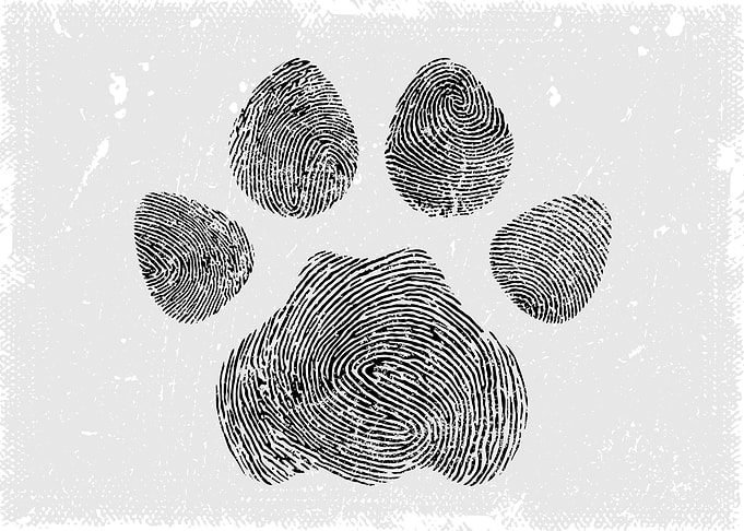 Cat paw