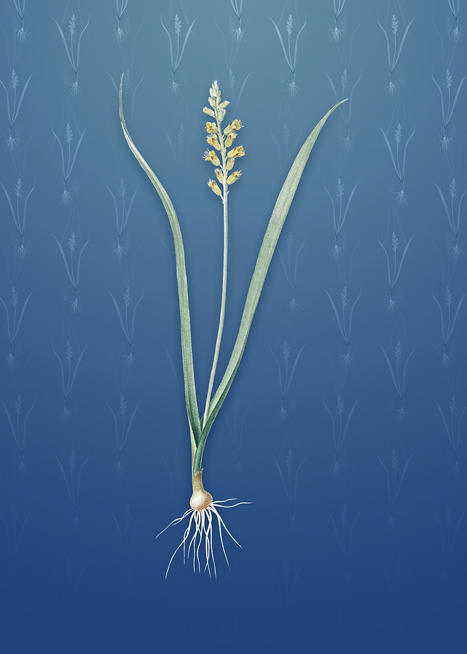 Vintage Lachenalia Pallida