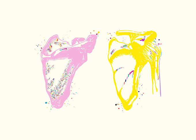 Scapula Clavicle Shoulder