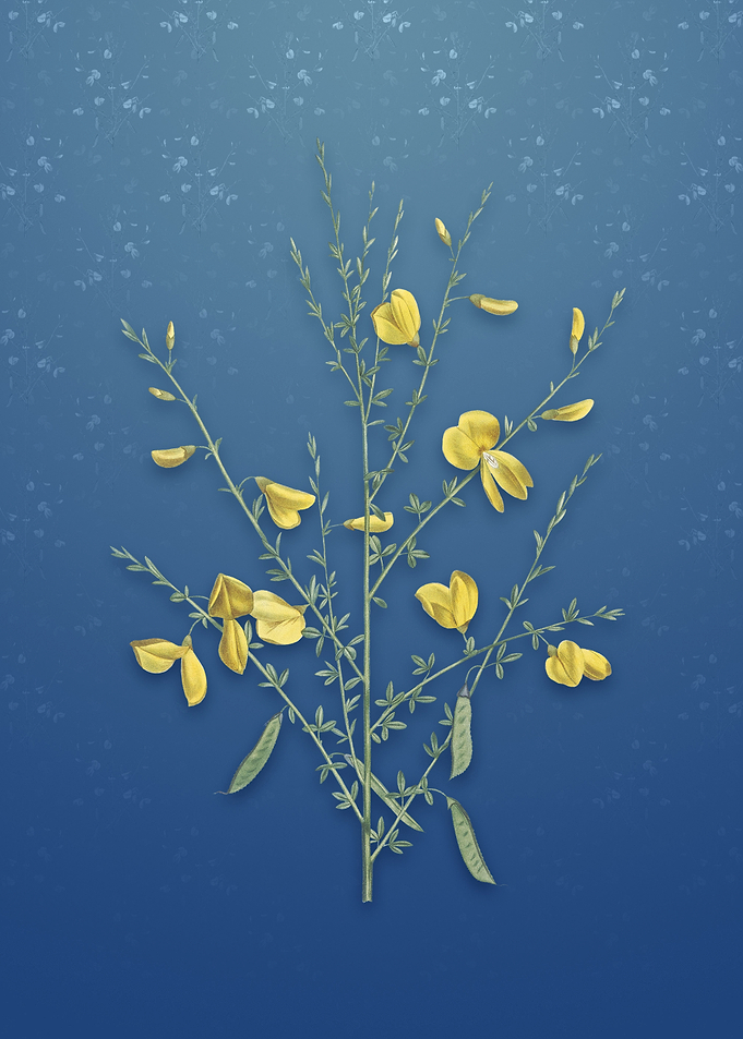 Yellow Broom Flowers