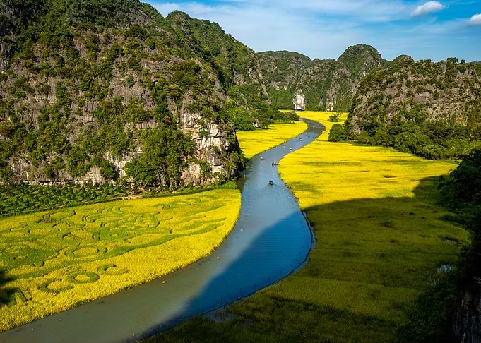 Beauty of ripen rice field