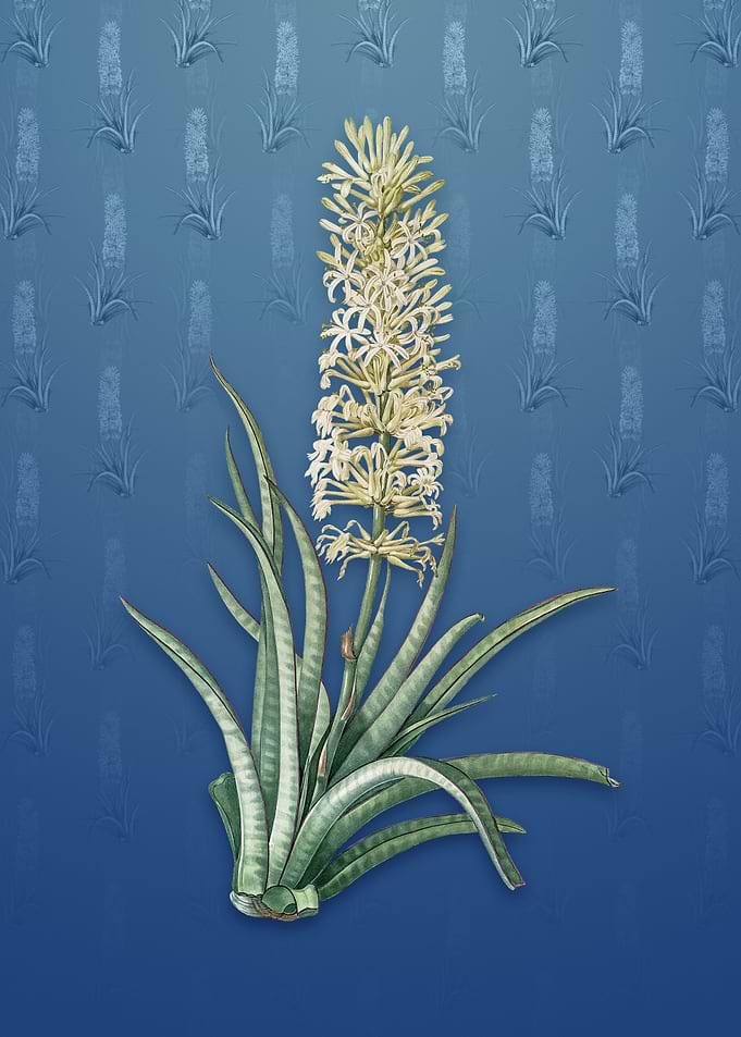 Vintage Snake Plant