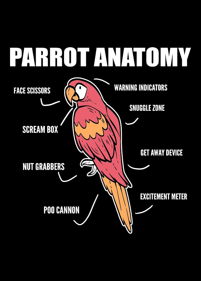 Parrot Anatomy Animal Trai
