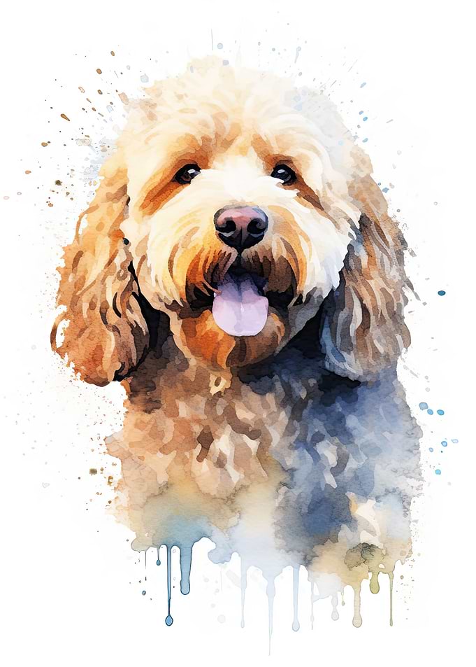 Spanish water dog