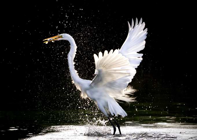 Swan catching Fish