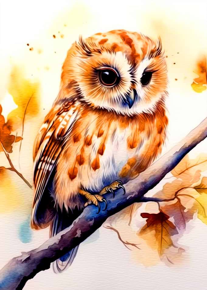 Owl