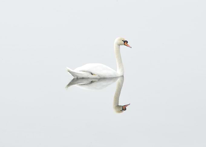 White Swan