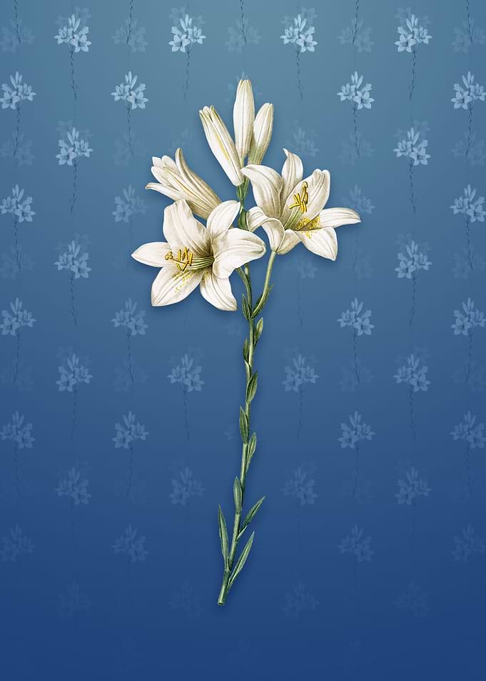 Vintage Madonna Lily
