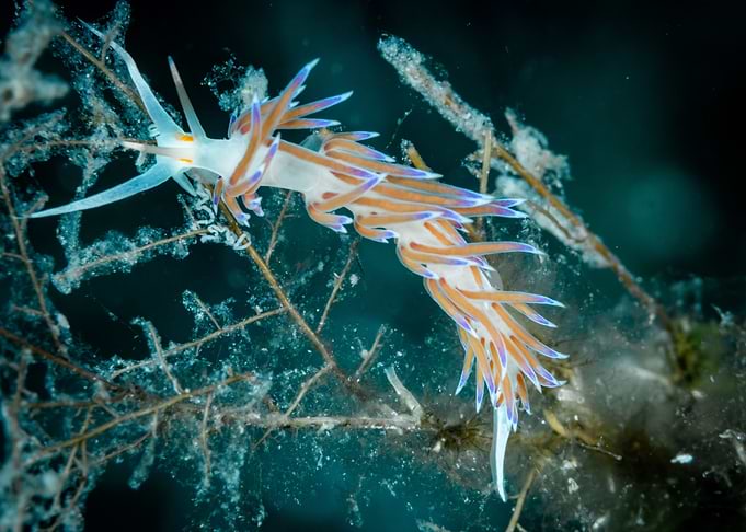 Underwater Nudibranch