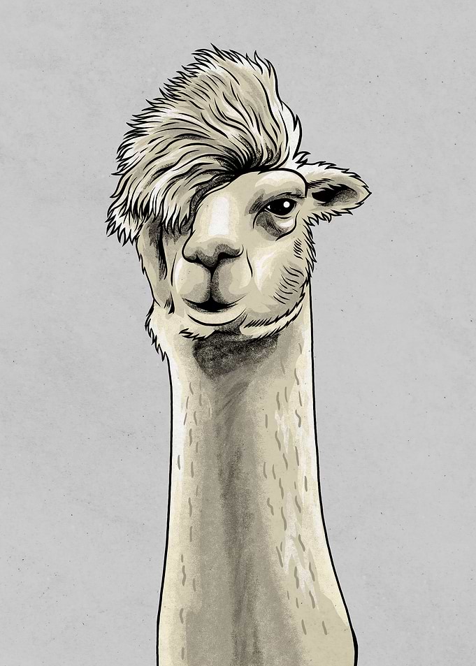 Funny Llama Meme