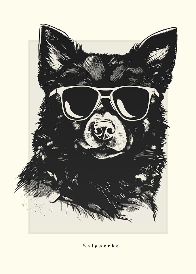 Shipperke Illustration