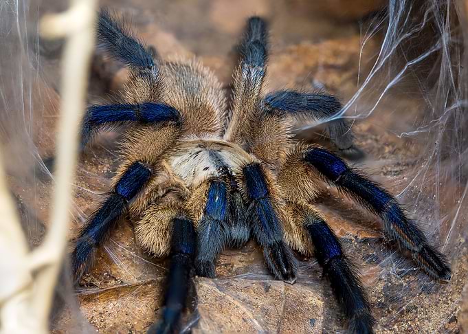 Monocentropus balfouri