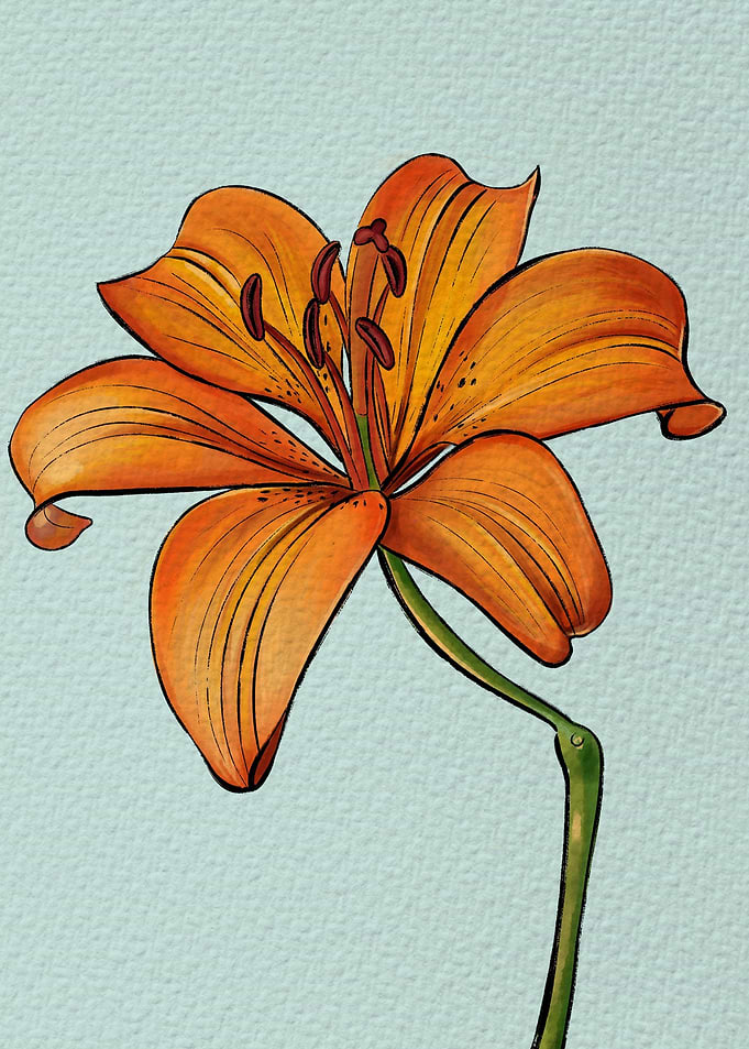 Lily Yellow Flower