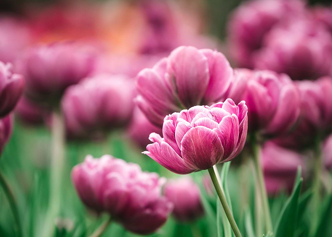 Anemone Forest